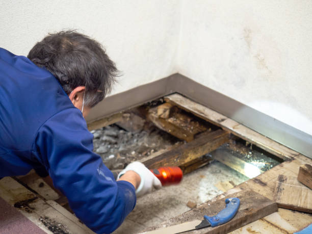 Best Mold Remediation Experts  in Stormstown, PA