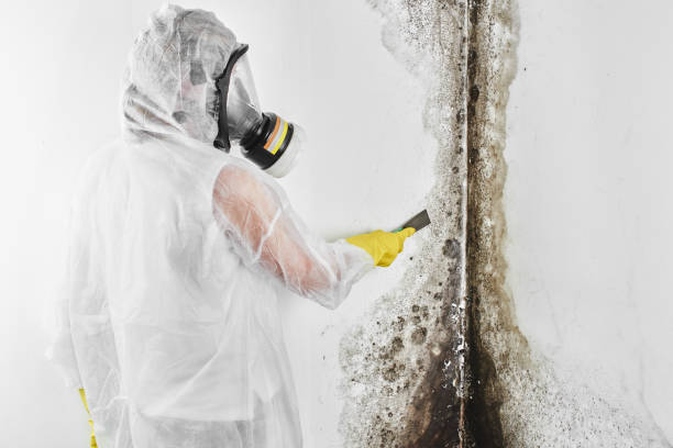 Home Mold Removal in Stormstown, PA
