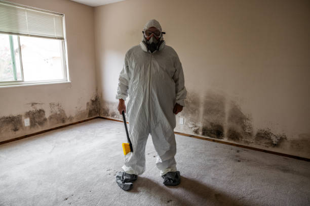 Mold Removal and Inspection in Stormstown, PA