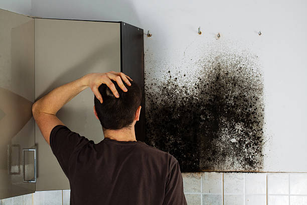 Best Mold Removal and Inspection  in Stormstown, PA