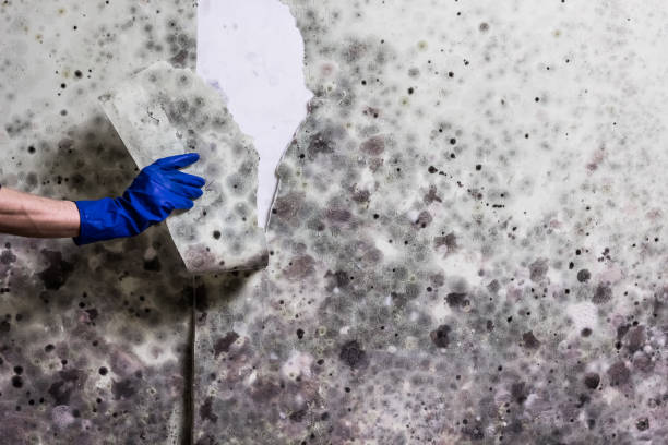 Best Mold Cleaning Services  in Stormstown, PA