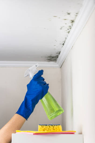 Crawl Space Mold Removal in Stormstown, PA